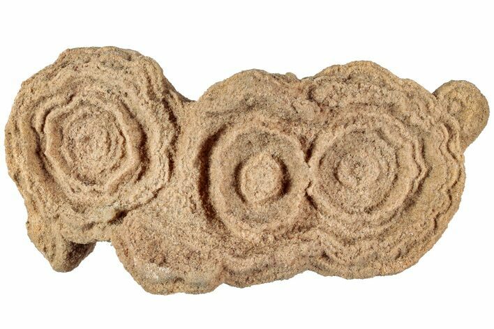 Flower-Like Sandstone Concretion - Pseudo Stromatolite #230322